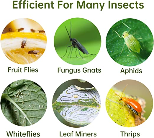 40 pcs Reusable Dual-Sided Sticky Fly Traps