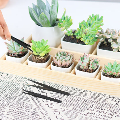 Succulent Plants Tool Set